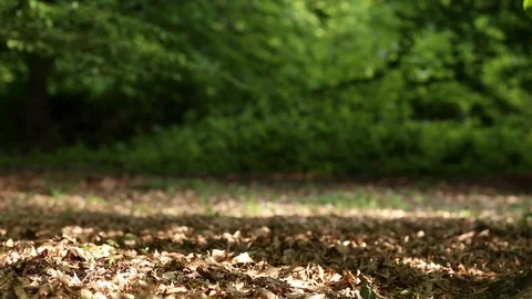 Forest background Stock Footage 89806172