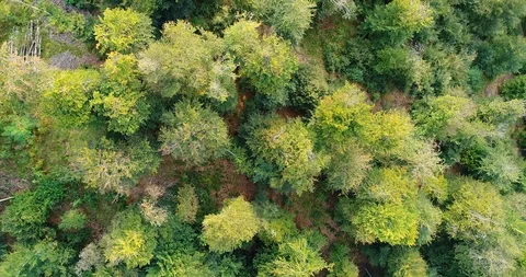 Forest background Video stock 95527399