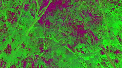 Forest background full of spooky colors Stock Footage 156368804