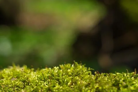 Forest background with a green moss Stock Photos