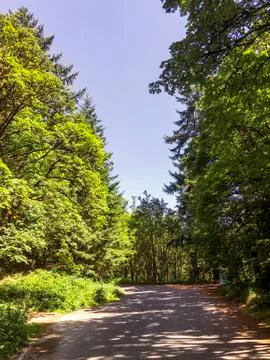 Forest background with a hike trail Foto stock