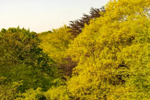 Forest Background Horizontal Landscape View Stock Photos