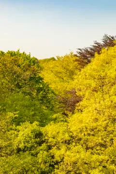 Forest Background Horizontal Portrait View Stock Photos