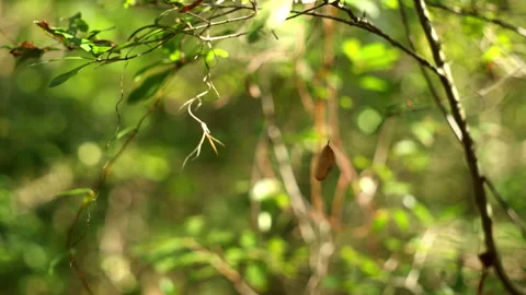 Forest background, leaf spinning on spiderweb Stock Footage 295148044
