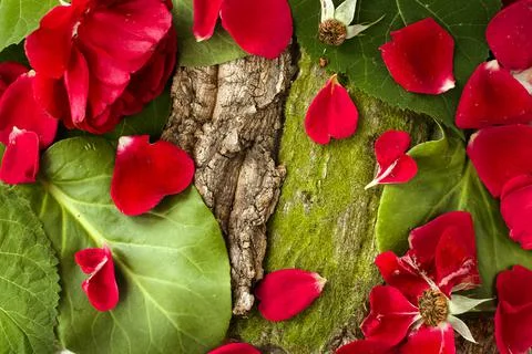 Forest background of leaves, tree bark, moss and flowers for beauty cosmetics Stock Photos