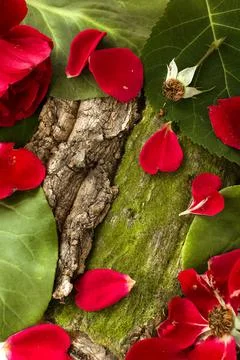 Forest background of leaves, tree bark, moss and flowers for beauty cosmetics Fotos de archivo