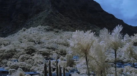 Forest on the background of mountain Stock Footage 42743700