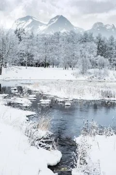 Forest in the background of mountains Stock Photos