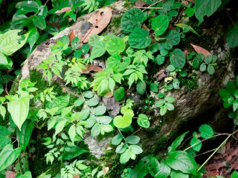 Forest background Stock Photos