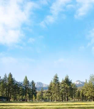 Forest background Stock Photos