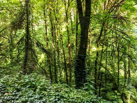 Forest background Fotos de archivo