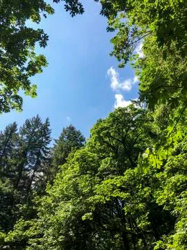 Forest background Stock Photos