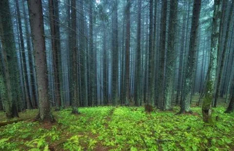 Forest as a background Stock Photos