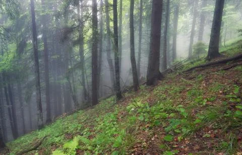 Forest as a background Stock Photos