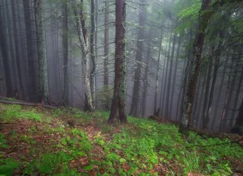 Forest as a background Stock Photos