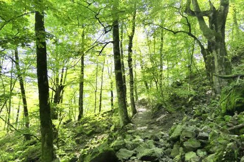 Forest background Stock Photos