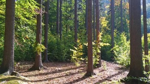 Forest background Stock Photos