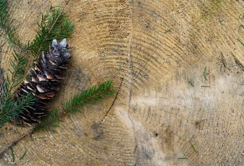 Forest background Stock Photos