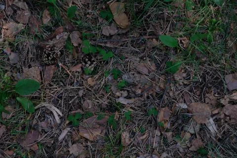 Forest background 库存照片