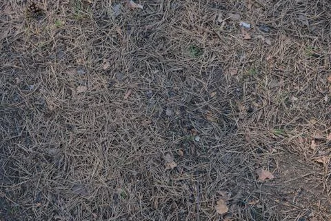 Forest background 库存照片