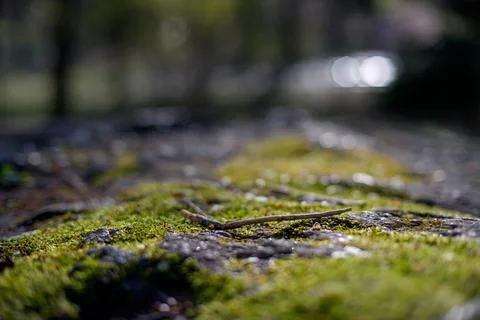 Forest Background Stock Photos
