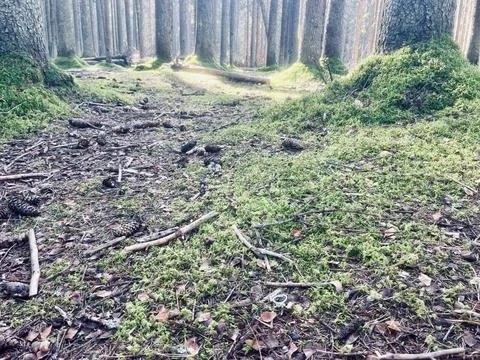 Forest background Foto stock