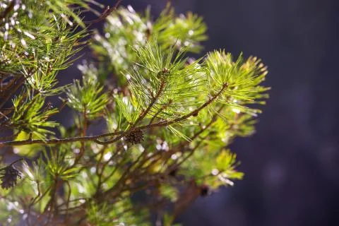 Forest background of pine branches and cones Stock Photos