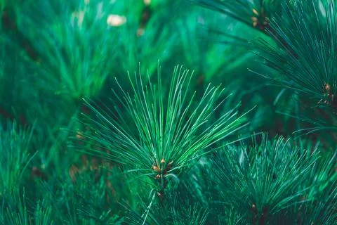 Forest background of pine needles Stock Photos