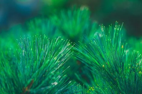 Forest background of pine needles Foto stock