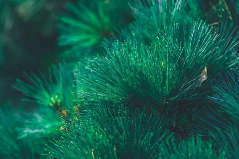 Forest background of pine needles Stock Photos