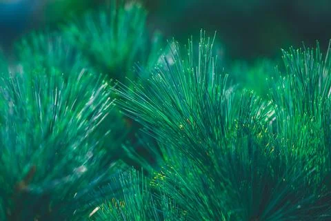 Forest background of pine needles Foto stock