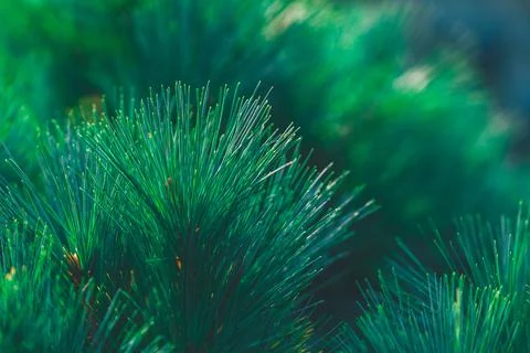Forest background of pine needles Stock Photos