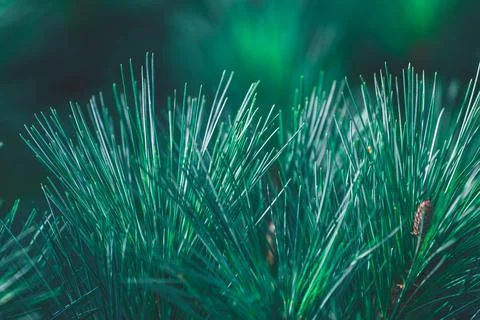 Forest background of pine needles Stock Photos