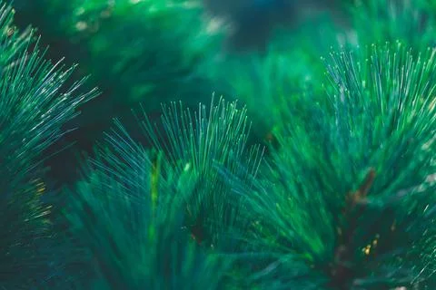 Forest background of pine needles Stock Photos