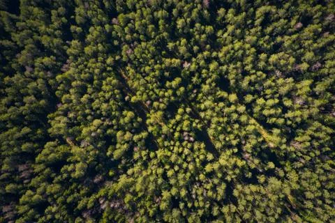 Forest background. Pine trees in green forest view from above. Summer forest  Stock Photos