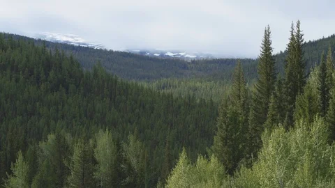Forest on the background of snowy mountains , with the natural sound of nature Stock Footage 125897275
