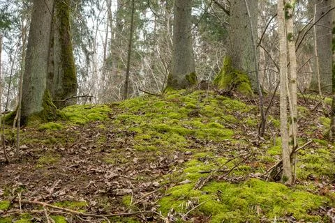 Forest background. Spring forrest nature view Foto stock