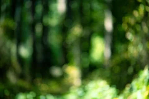 Forest background summer glow. Forest background fresh foliage. Forest back.. Stock Photos