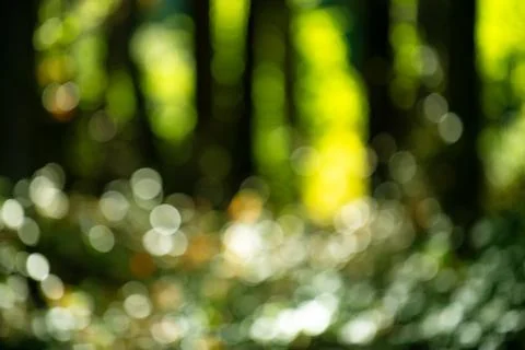 Forest background summer glow. Forest background fresh foliage. Forest back.. Stock Photos