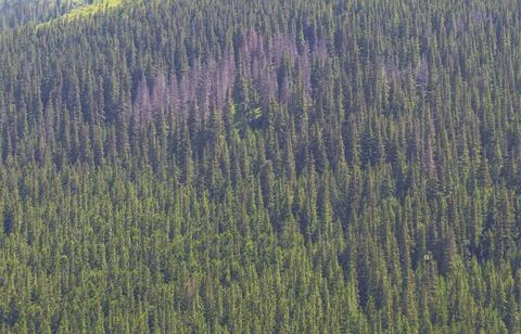 Forest background, summer time Stock Photos