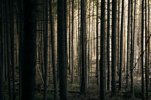 Forest background. The sun shines through the trees in the forest Stock Photos