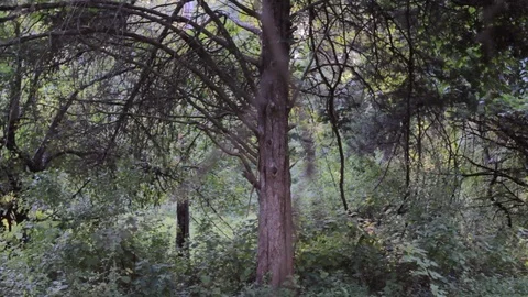 Forest background then rack focus to branch Stock Footage 91752851