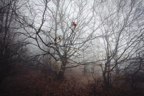 Forest background with tree branches in mist on rainy day Stock Photos