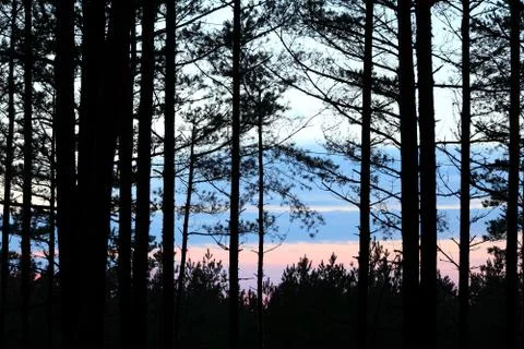 Forest Background, Tree Silhouettes Stock Photos