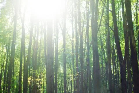 Forest background. tree trunks with green foliage Foto stock