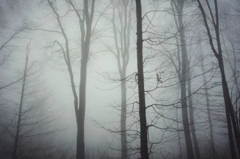 Forest background with trees in fog Stock Photos