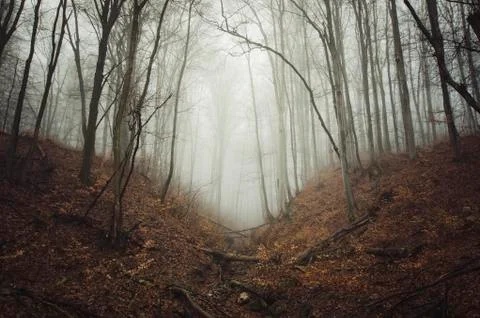 Forest background with trees in mist Stock Photos