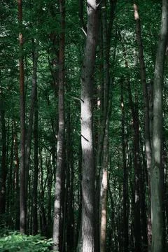 Forest background , vertical shot . Nature concept Stock Photos