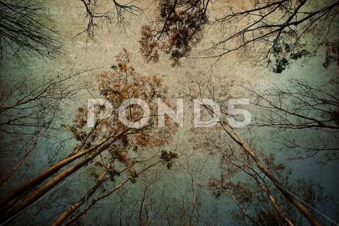 Forest background ,vintage style Stock Photos