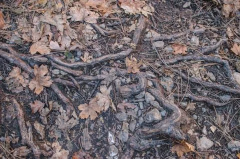 Forest background. Wallpapers outdoors. Tree roots and dry leaves. Stock Photos